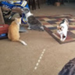 Meet your Posher, Audrey